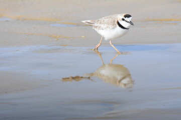 seagull on the beach