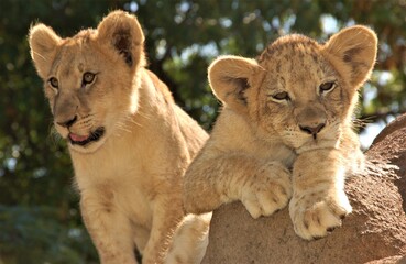 Fototapeta na wymiar Nostalgic looking lion cubs