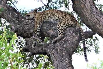 Leopard resting in tree