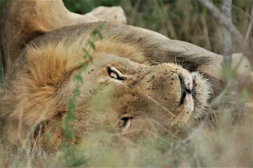 Lion after kill