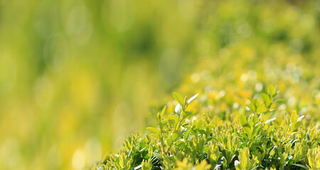 Close up photo of clipped boxwood bush, green leaves bush texture, blurred natural green...