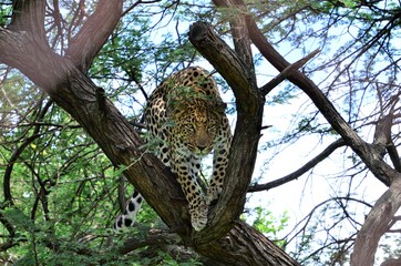 Leopard in tree