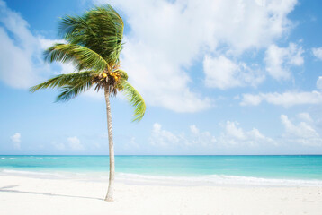 beautiful Caribbean beach in the Riviera Maya with a palm tree and a turquoise sea