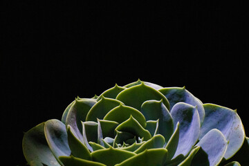 Green succulent plant on dark background