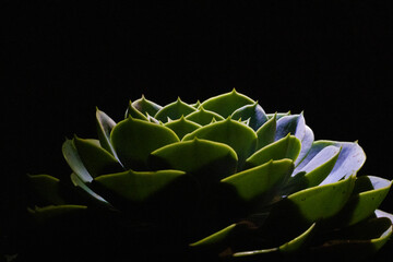 Green succulent plant on dark background