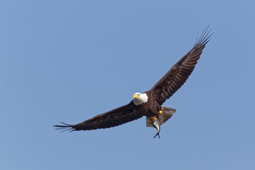 Bald Eagle Flying with a Fish