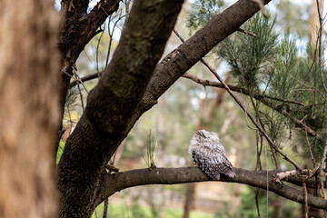 a baby nightjar perched on a branch