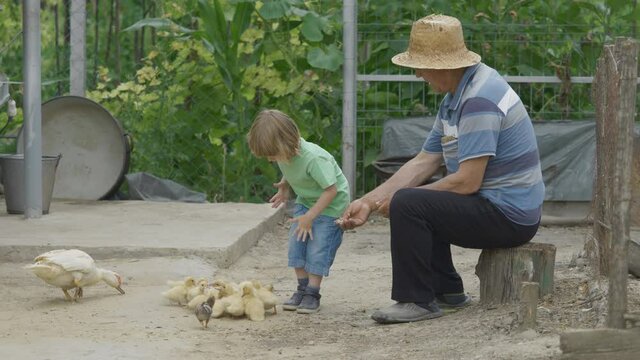 Portrait of grandfather with straw hat and little child feed baby duck in rural backyard