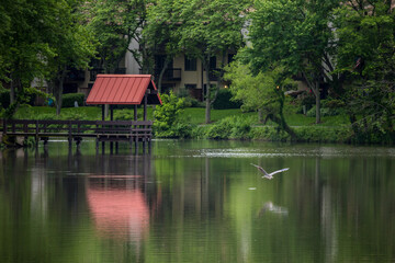 Fototapeta premium Great blue heron in flight