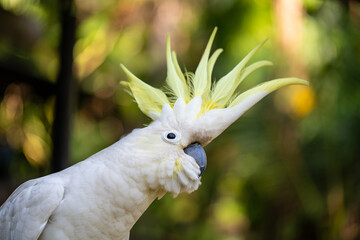 Cockatoo Portrait
