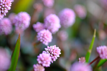 粒々したアカツメクサ