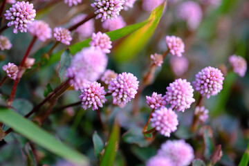 群生する可愛いアカツメクサ
