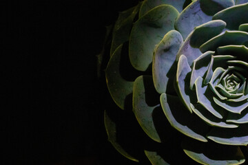 Green succulent plant on dark background © coffeee