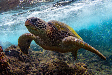Hawaiian Green sea Turtle cruising in the warm waters of Maui