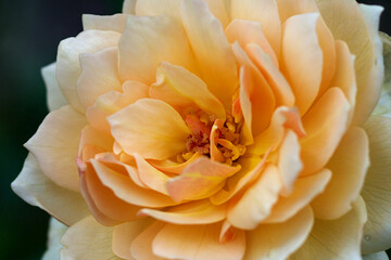 yellow rose close up