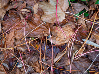 close up of fallen leaves in early winter