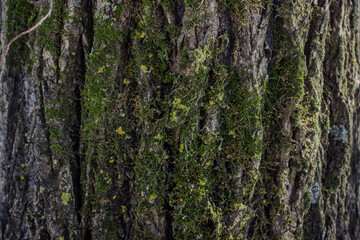wood texture with green moss. Wood background for design.