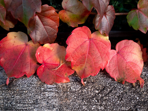 close up of red ivy leaves in late fall