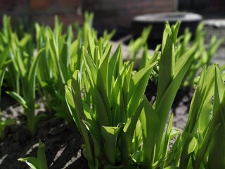 Fototapeta premium grass in the garden