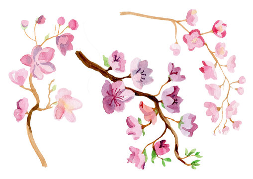 Watercolor branch blossom sakura, cherry tree with flowers isolated on a white background. Hand painting on paper