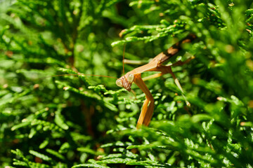 Brown Praying Mantis