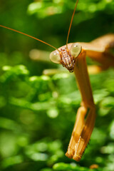 Brown Praying Mantis