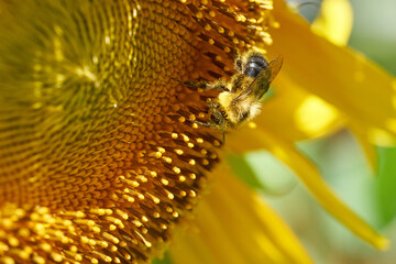 Honey bee and sunflower