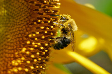 Honey bee and sunflower