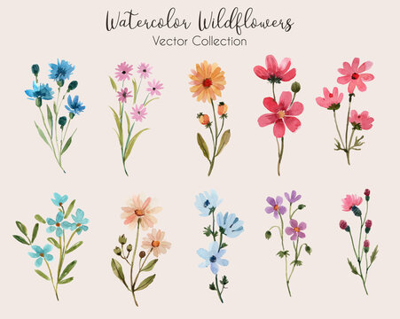 Watercolor Wildflowers Vector Collection