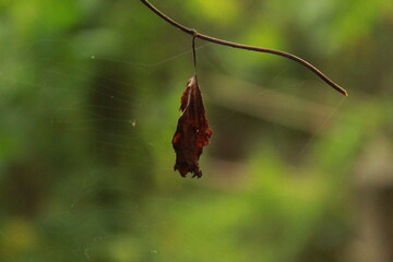 butterfly on a leaf