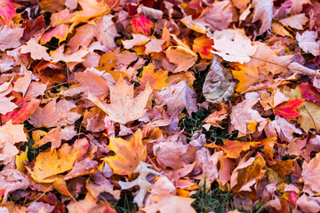 Colorful leaves on the ground in autumn