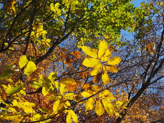 yellow leaves fall foliage