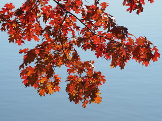 beautiful red oak leaves foliage