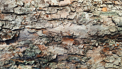 Tree bark, texture. Wood peel for background. Rough trunk skin.