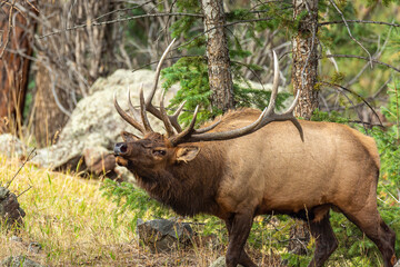 Naklejka na ściany i meble Rocky mountain bull elk