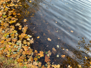 Fallen yellow maple leaves in autumn pond, selective focus