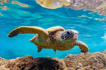 Foto op Plexiglas Hawaiian Green sea Turtle cruising in the warm waters of Maui © shanemyersphoto
