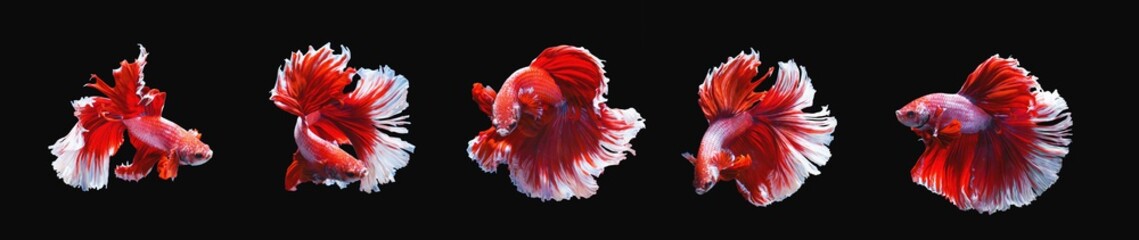 series of moving action of red and  white half moon siamese betta fish or betta splendens fighting fish isolated on black background. with clipping path