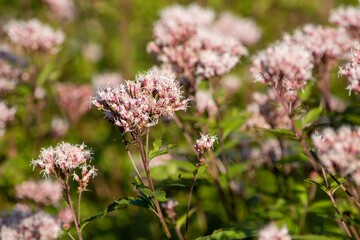 秋の七草のひとつに数えられるフジバカマ、万葉の時代から人々に親しまれてきたはなですね