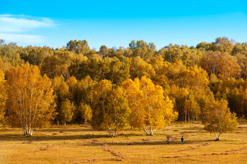 Autumn birch forest, beautiful natural scenery