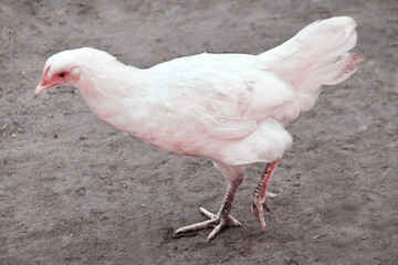 A closeup shot of a white hen walking in a field