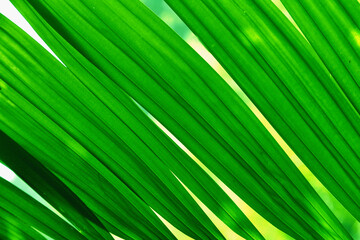 Fototapeta premium green leaf texture background