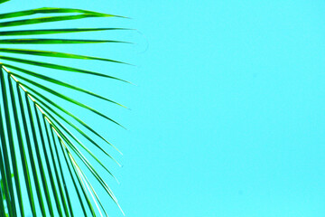 palm tree background with blue color