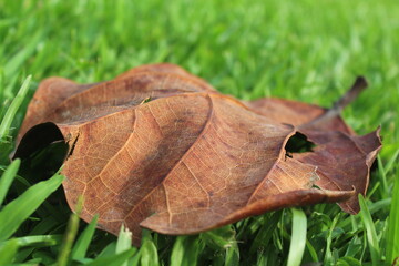 Dry leaf on the grass