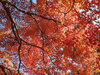 아름다운 가을 단풍