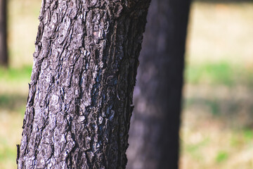 前後に並ぶ松の幹