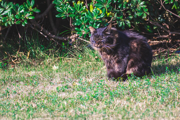 様々な表情を見せる野良猫たち