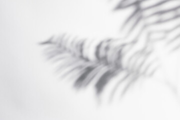 Fern leaves shadow on off white background