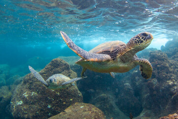 Obraz na płótnie Canvas Hawaiian Green sea Turtle cruising in the warm waters of Maui