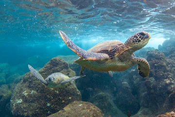 Fotobehang Hawaiian Green sea Turtle cruising in the warm waters of Maui © shanemyersphoto